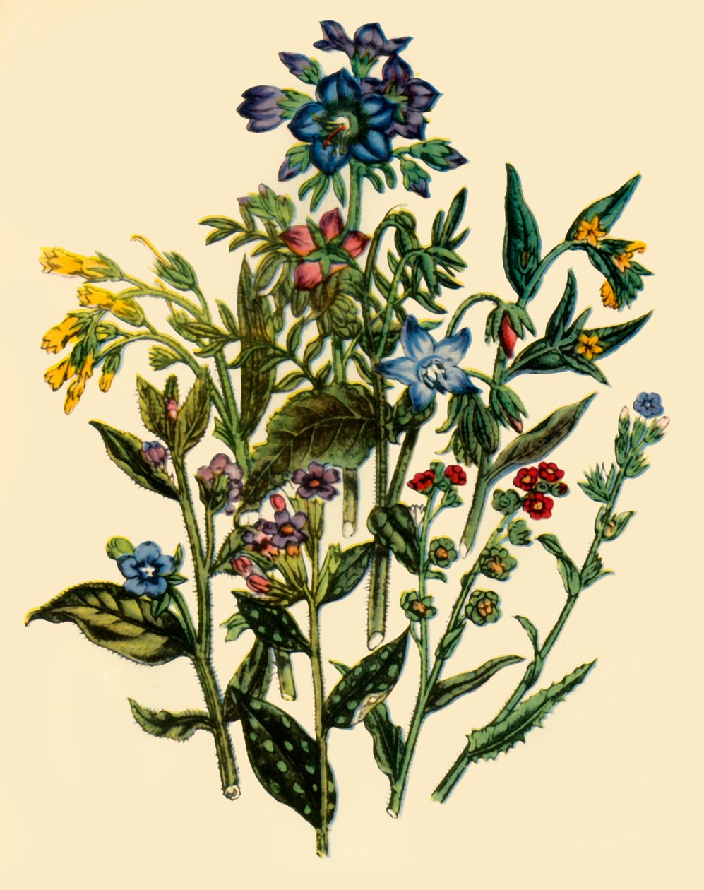 "مجموعة من عائلة Forget-Me-Not Family" ، ١٨٤٦ ، ١٩٤٤. بواسطة غير معروف