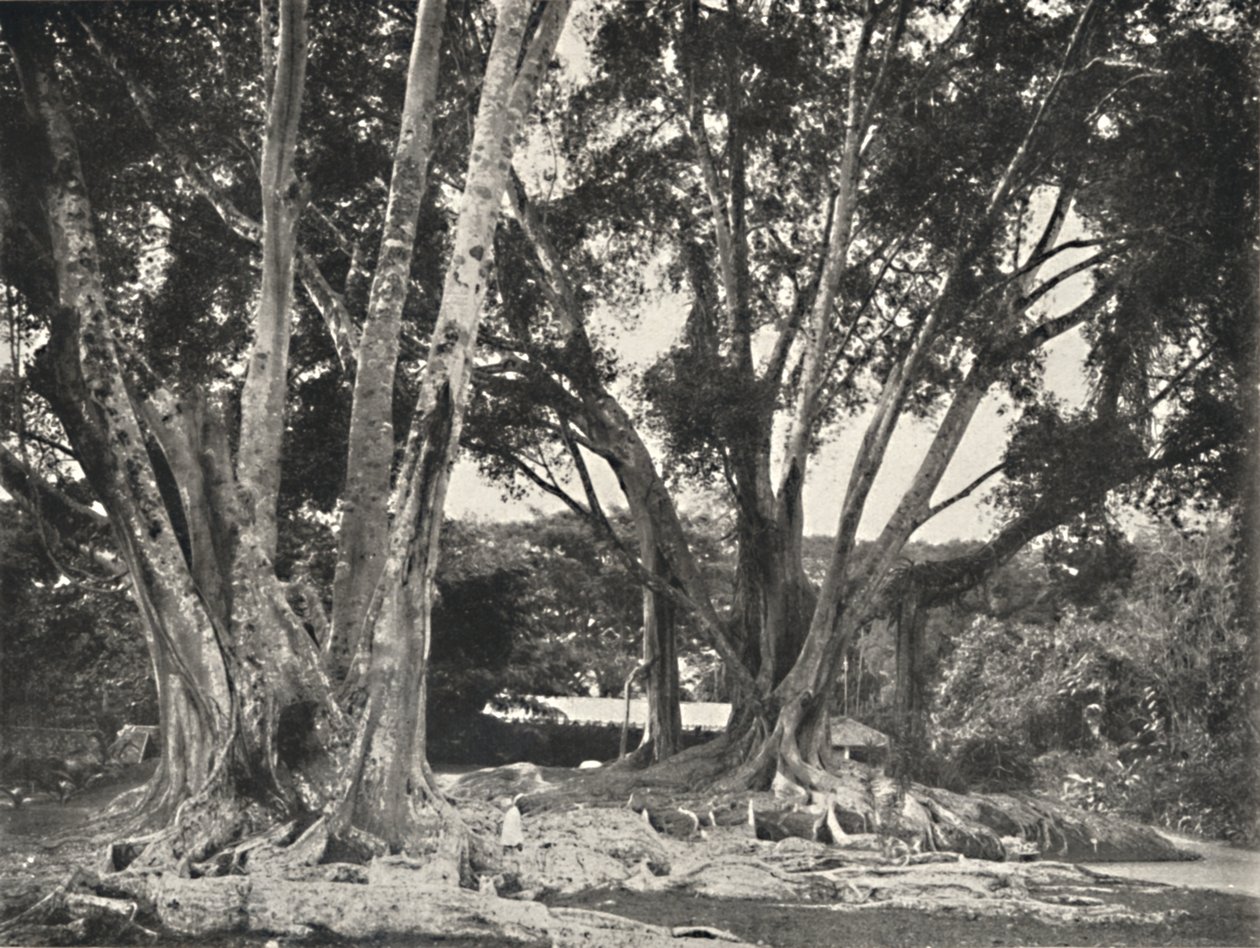 Gummibaume Ficus Elastica ، 1926 بواسطة غير معروف