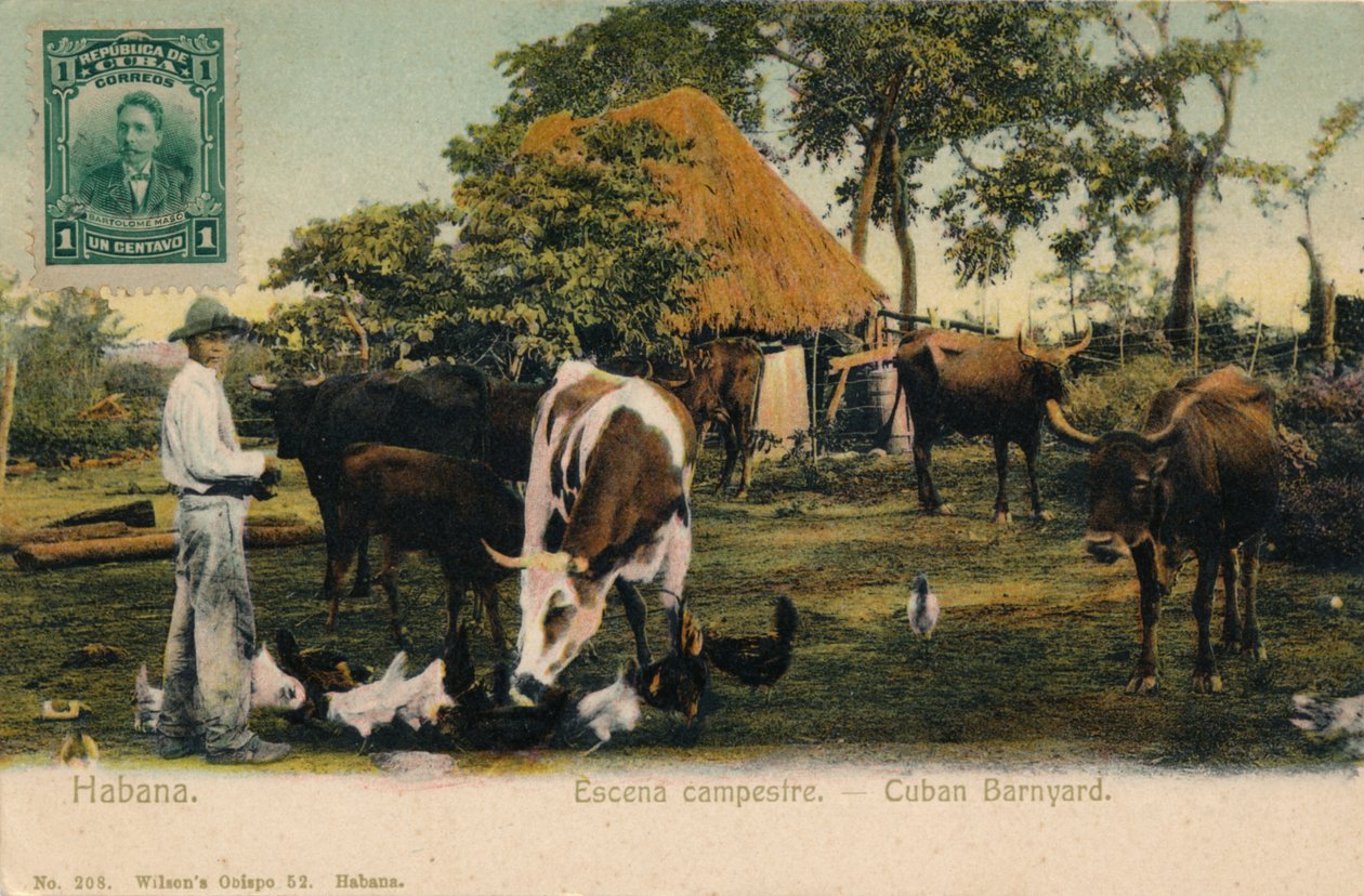 هافانا. المشهد الريفي - الكوبي Barnyard ، c1910 بواسطة غير معروف