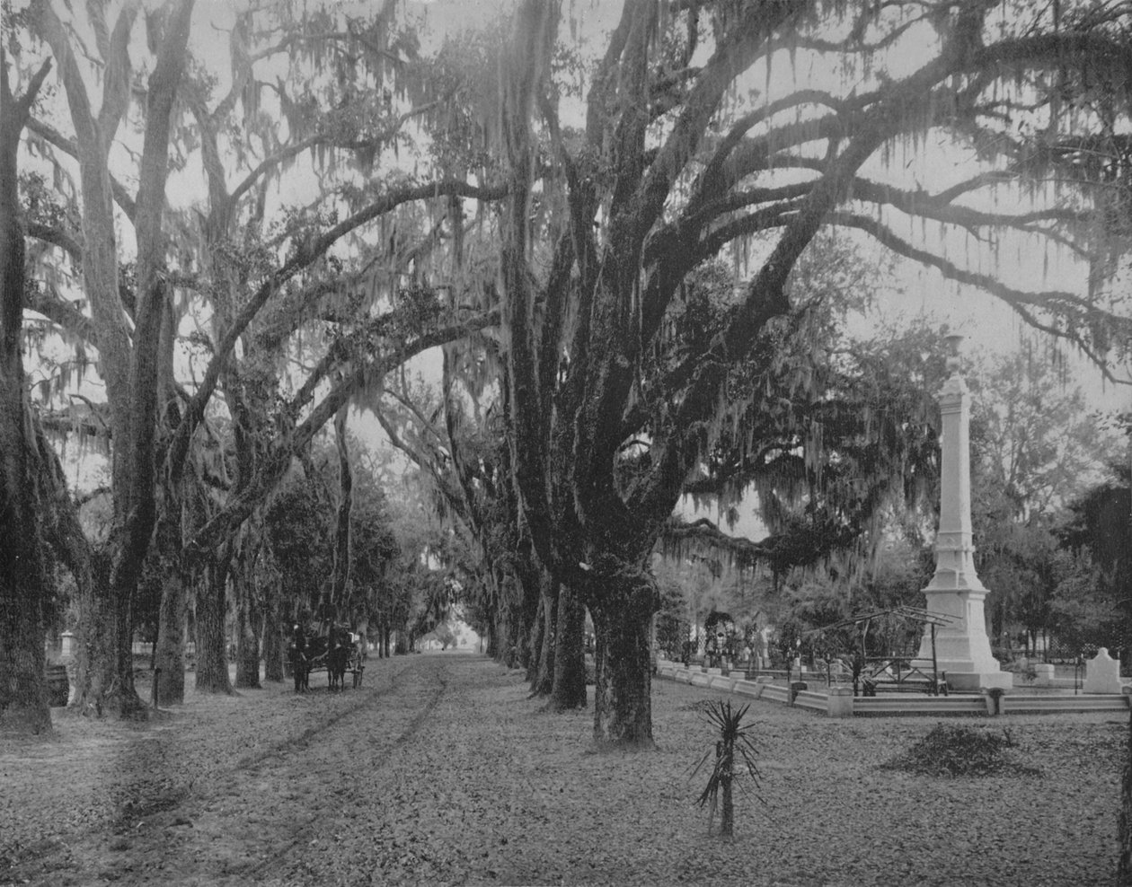 شنقا الطحلب على Live-Oak ، سافانا ، جورجيا ، c1897. بواسطة غير معروف