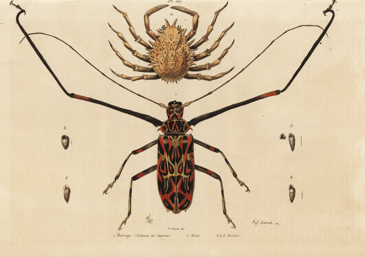 خنفساء Harlequin ، Acrocinus longimanus 1 ، وسلطعون العنكبوت الأوروبي ، Maja squinado 2 ، Macrope (harlequin de Cayenne) ، مايا ، مايو بواسطة غير معروف
