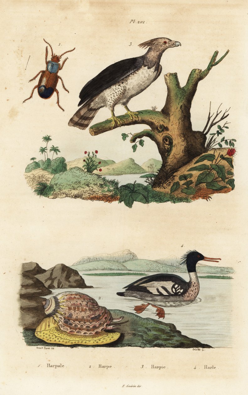 Harpy eagle، Harpia harpyja 3، Brazil Merganser، Mergus octosetaceus، معرض للخطر بشدة 4، Harpalus beetle 1، and harp snail، Harpa major 2. Harpale، harpe، harpie، harle بواسطة غير معروف