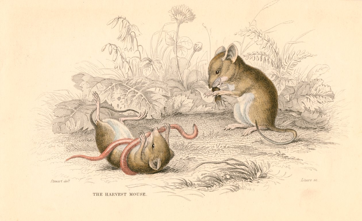 حصاد الفأر Micromys minutus من العالم القديم ، 1828 بواسطة غير معروف