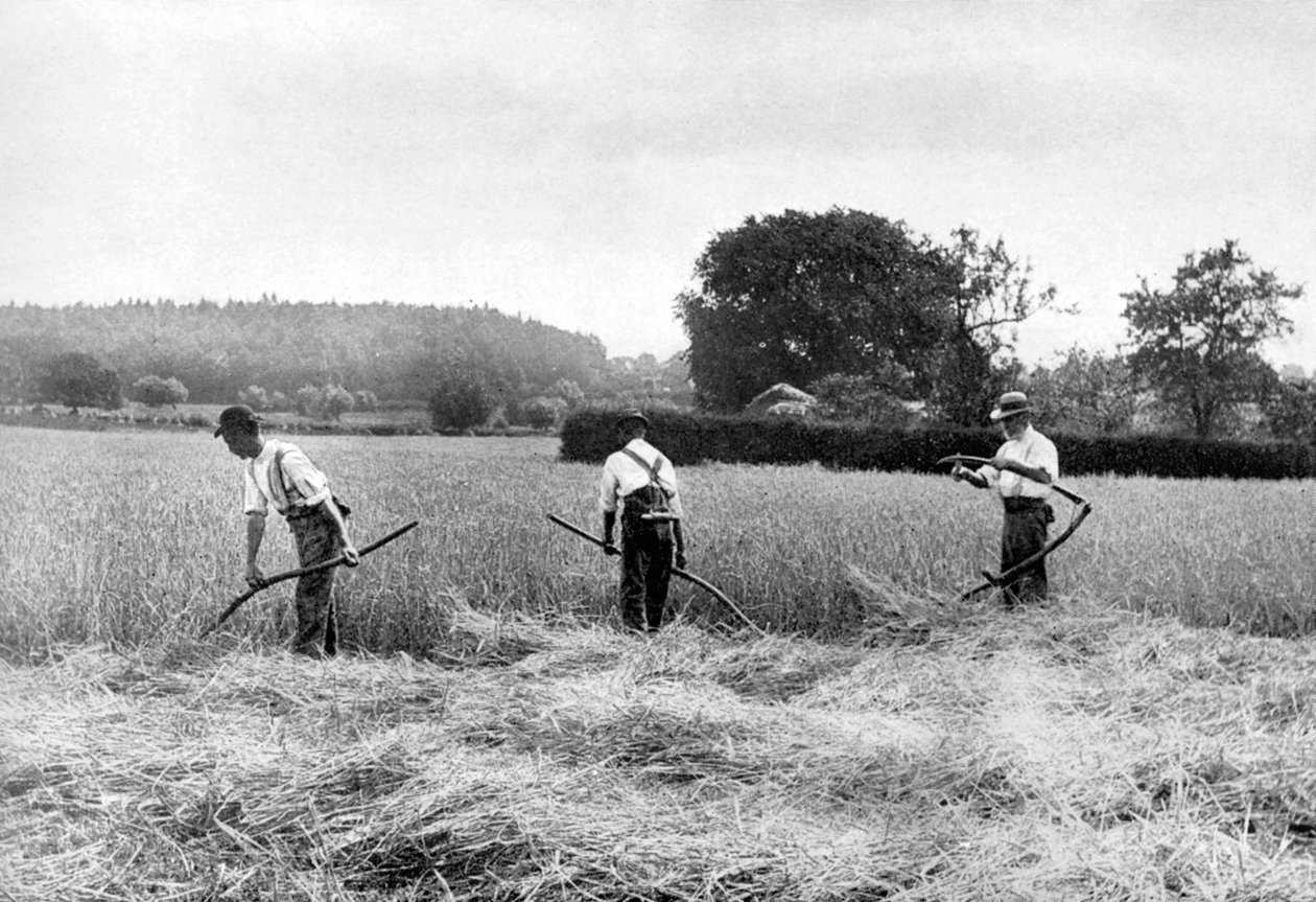 حصاد التبن ، 1926 بواسطة غير معروف
