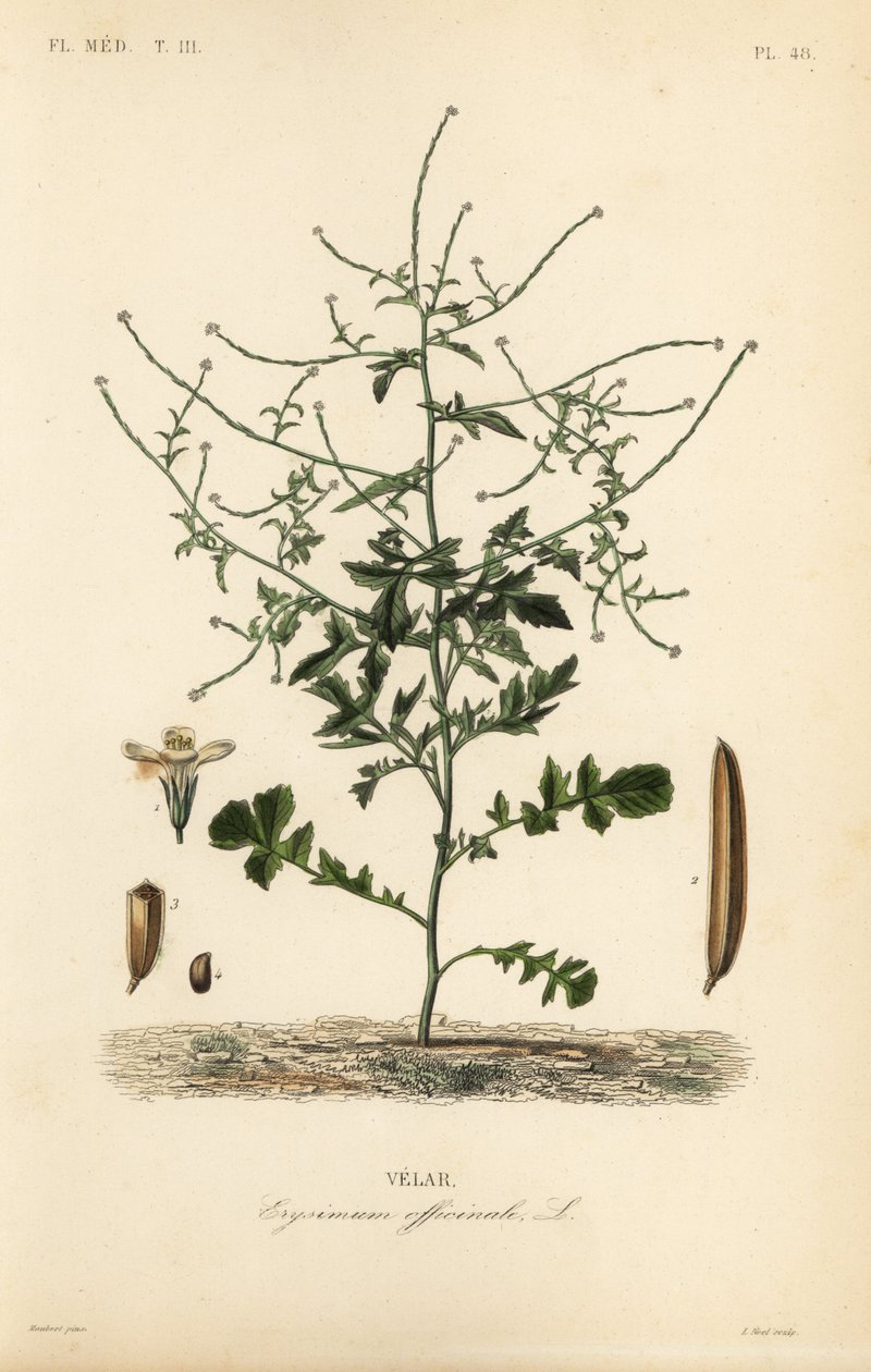 خردل السياج ، Sisymbrium officinale ، Erysimum officinale ، Velar بواسطة غير معروف