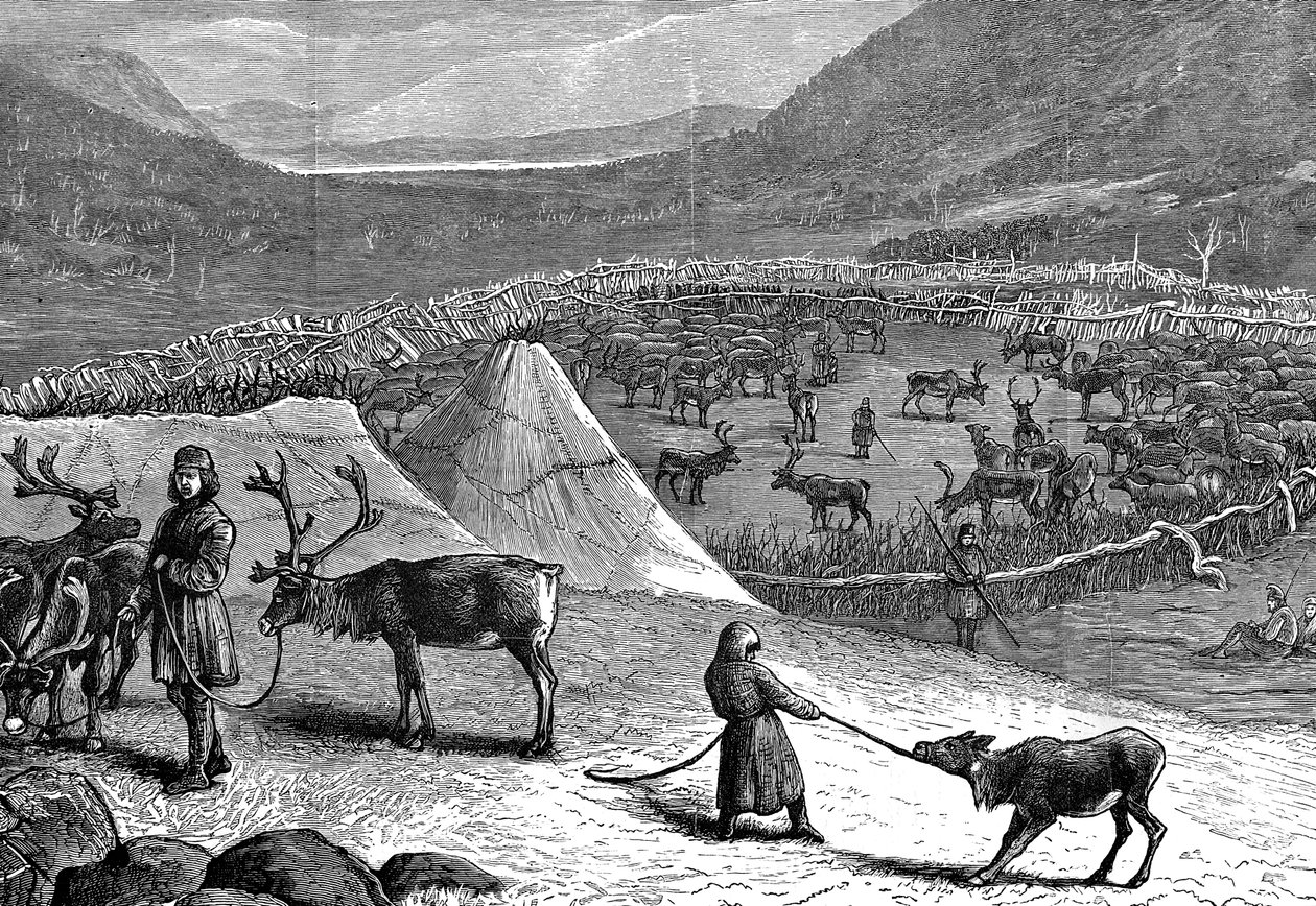 قطيع الرنة ، لابلاند ، 1882 بواسطة غير معروف