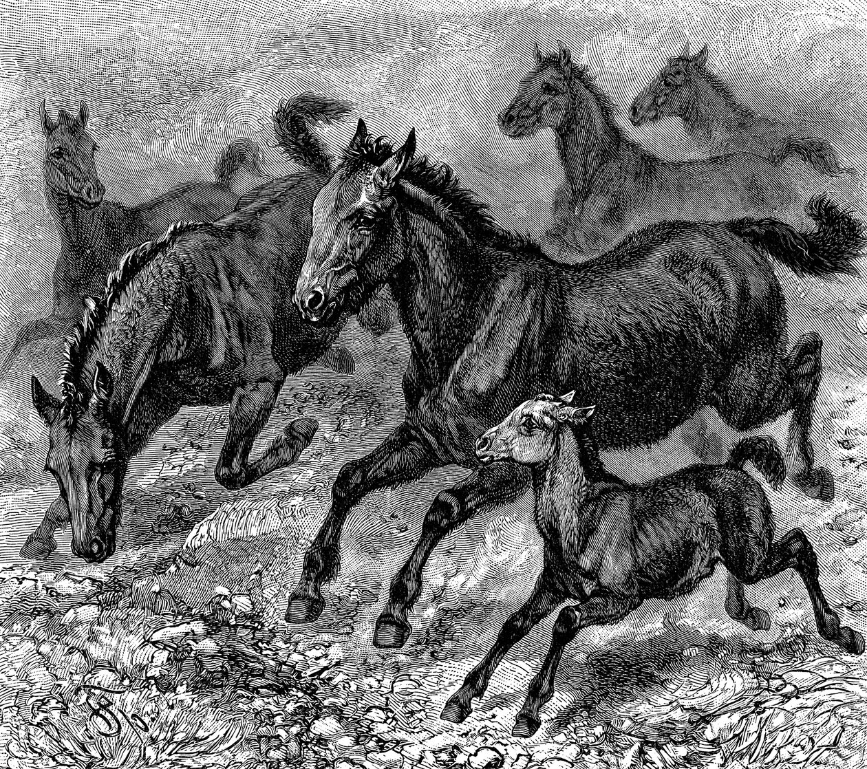 قطيع تاربان ، 1893 بواسطة غير معروف