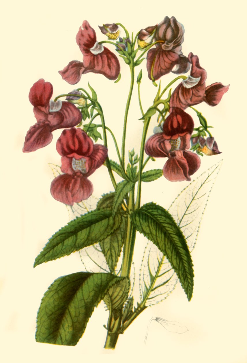 بلسم الهيمالايا: Impatiens Glandulifera ، ١٨٤٠ ، ١٩٤٤. بواسطة غير معروف