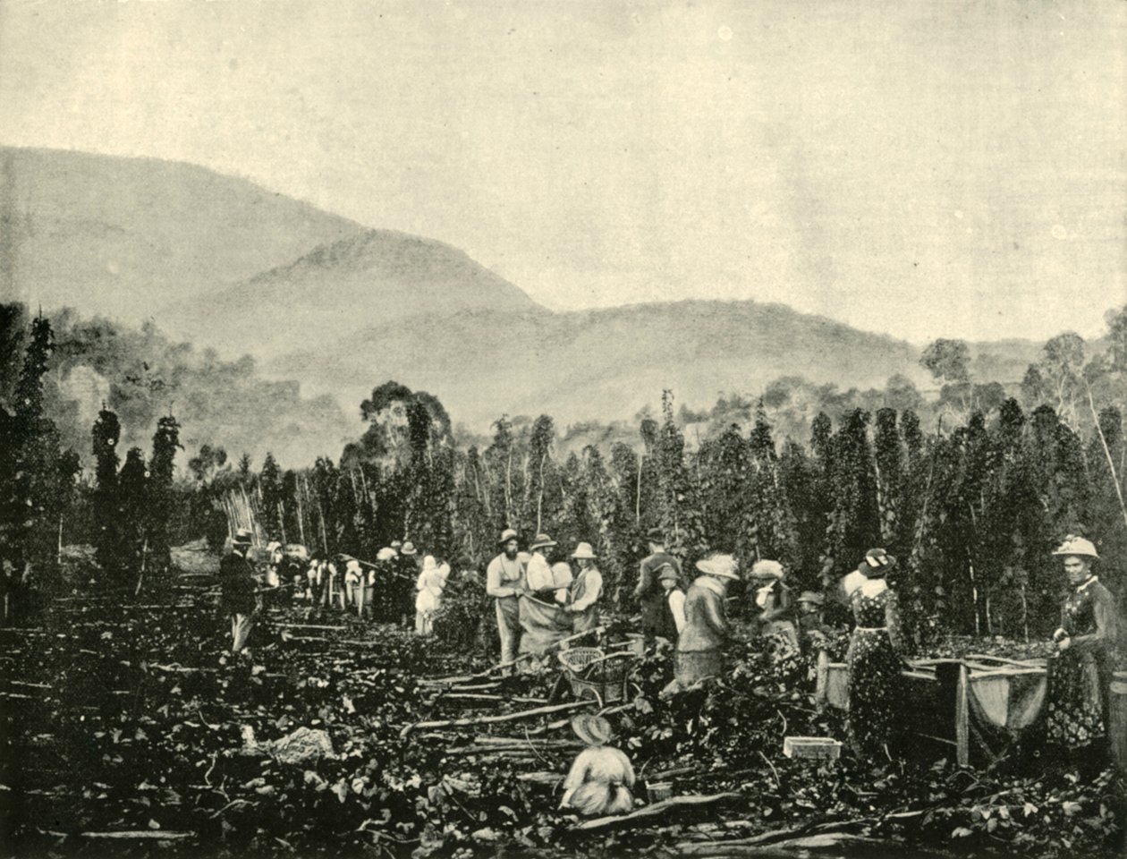 انتقاء هوب في تسمانيا ، 1901. بواسطة غير معروف