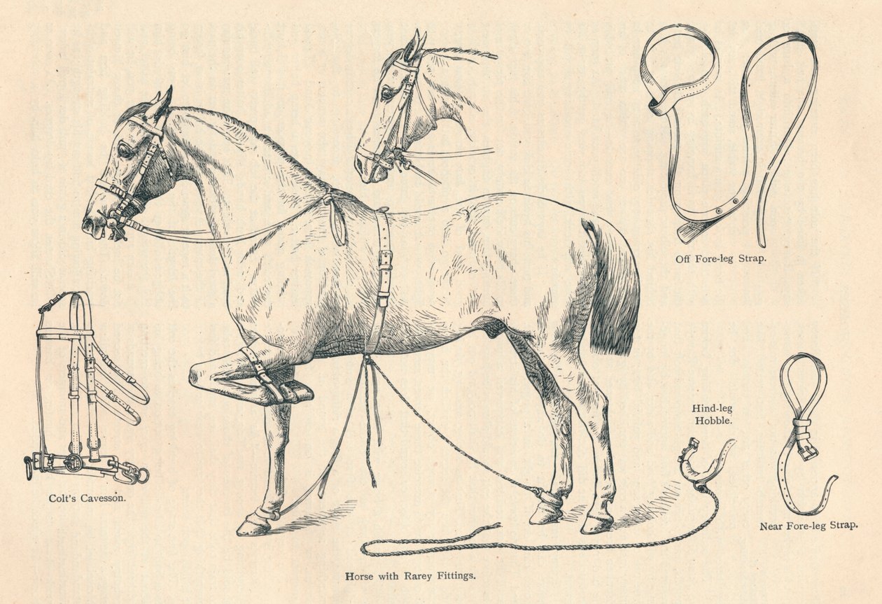 حصان مع تجهيزات نادرة ، c1905 c1910 بواسطة غير معروف