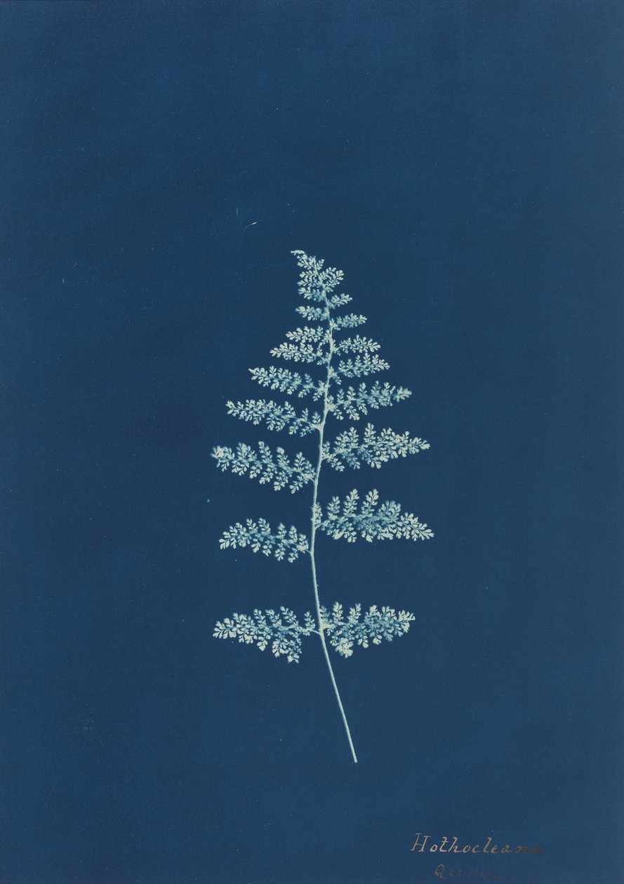 هوثوكليانا ، ج. 1850s. بواسطة غير معروف