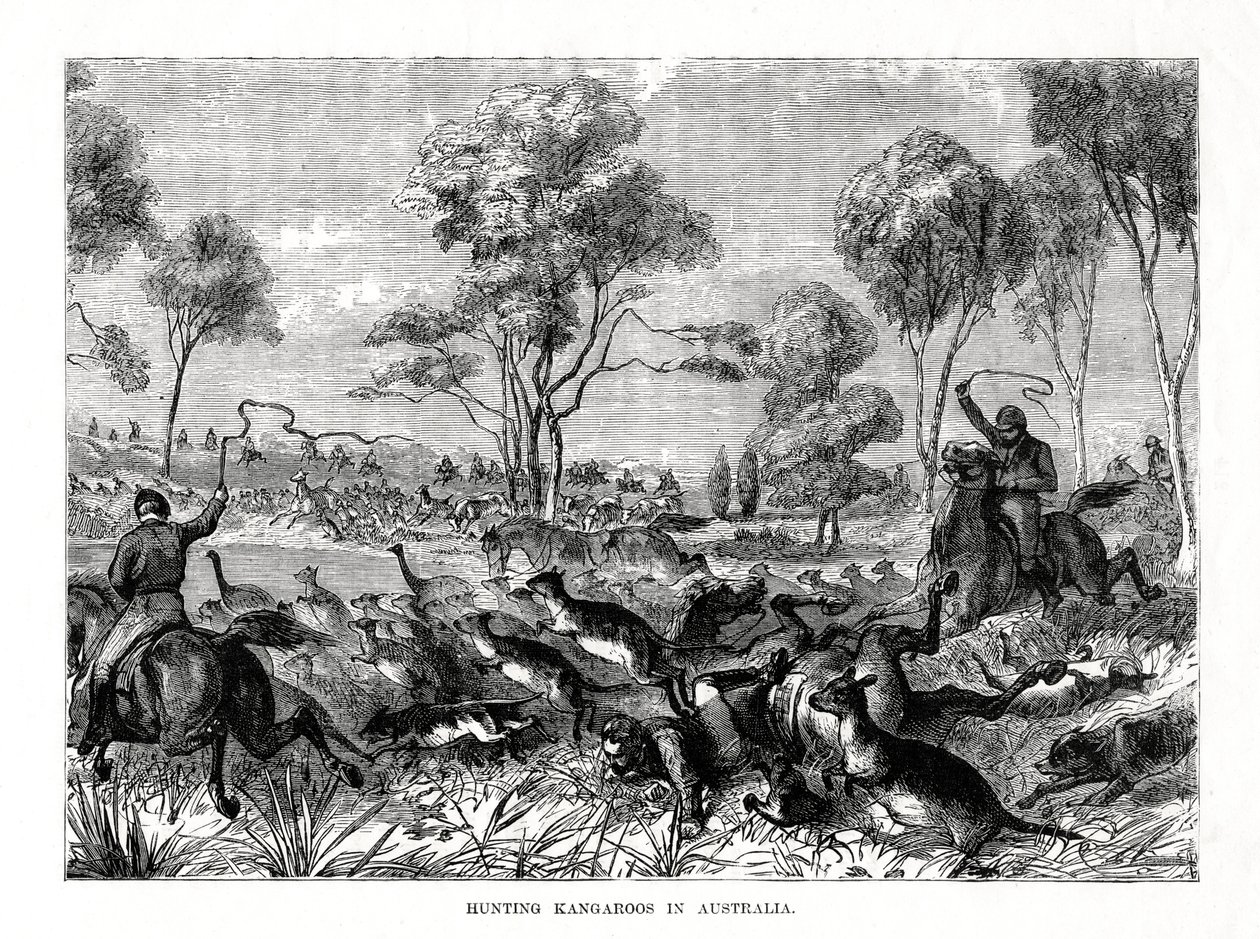 الكنغر الصيد ، أستراليا ، 1877 بواسطة غير معروف