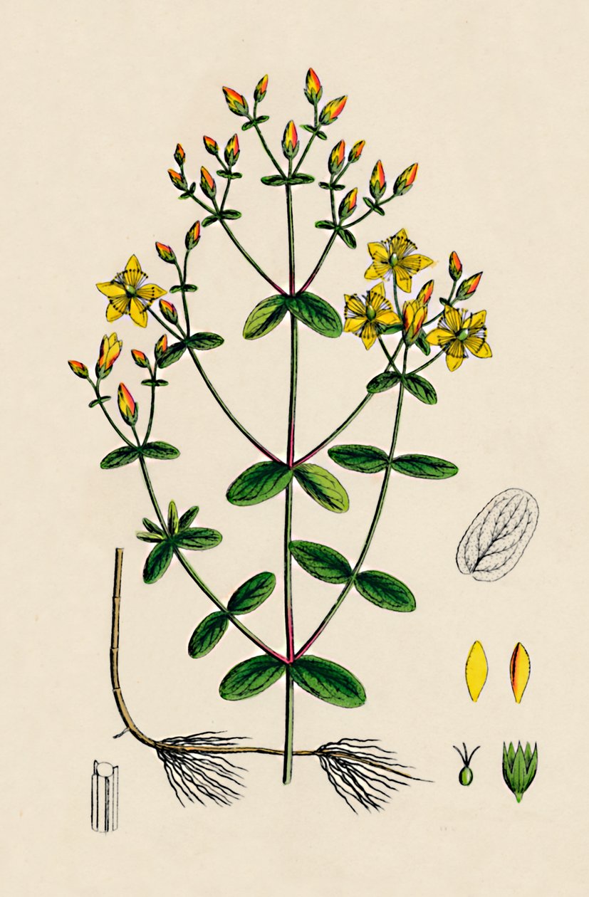 Hypericum Boeticum. لوح ذو أوراق مموجة سانت جون ورت ، القرن التاسع عشر بواسطة غير معروف