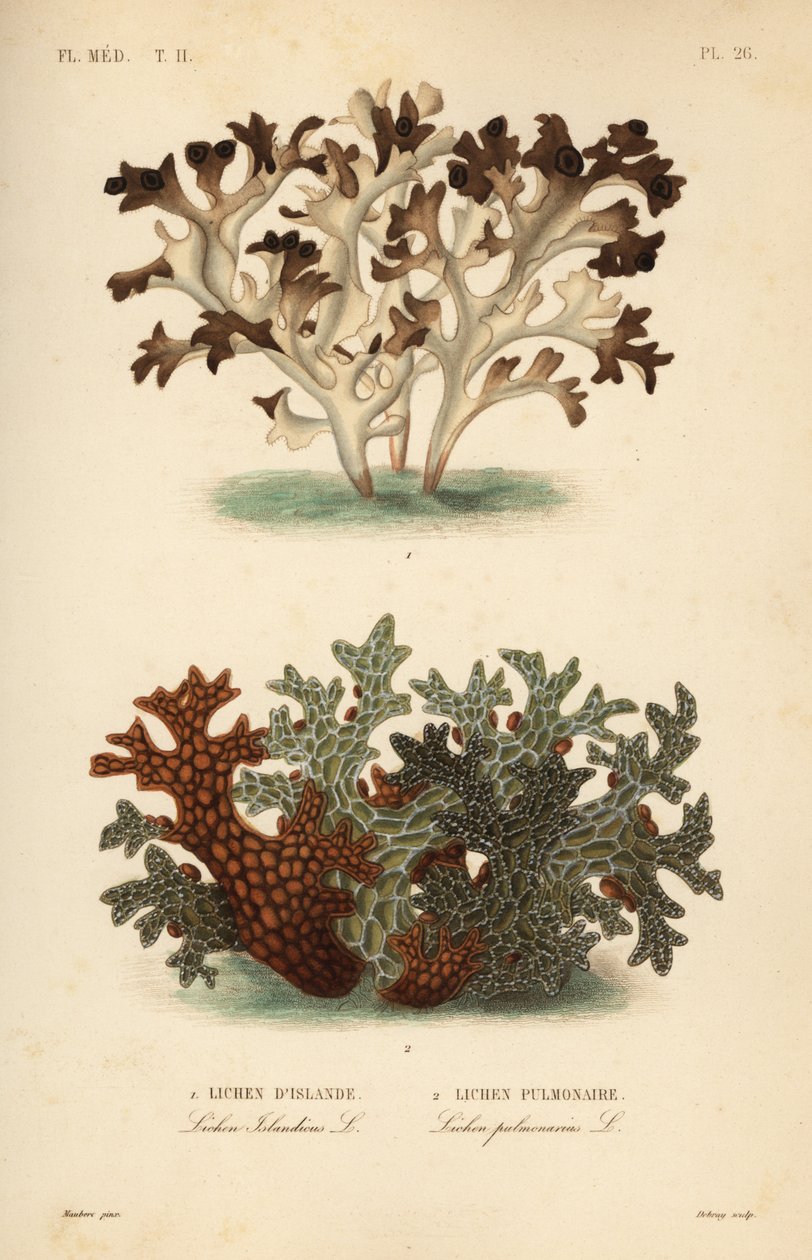 طحلب أيسلندا ، Cetraria islandica ، Lichen d
