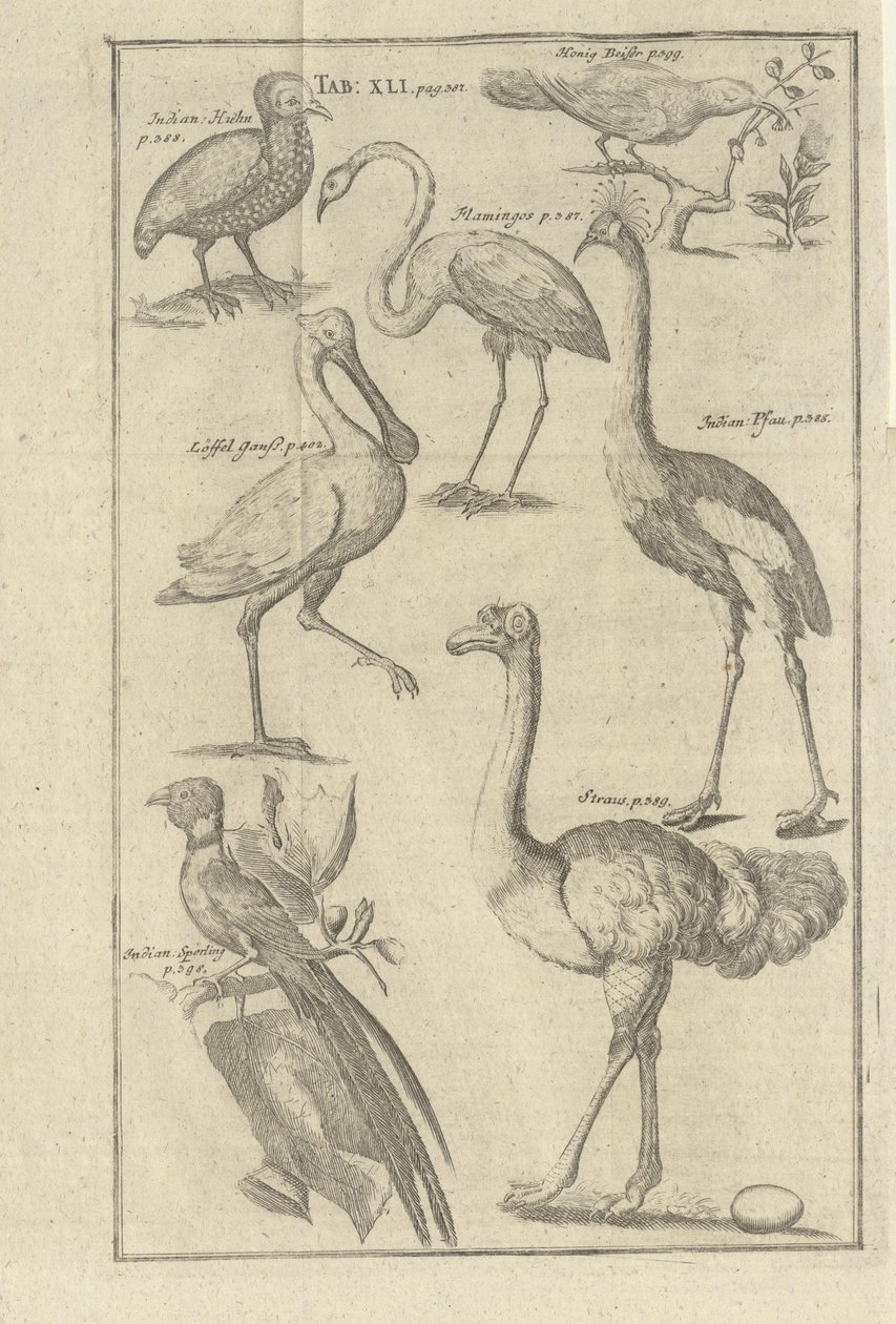 Illustrasjon hentet fra boken وصف Vorgebürges des Guten Hope و Hottentots av Kolb ، Peter og utgitt av Bey Peter Conrad Monath (de، 1745) بواسطة غير معروف