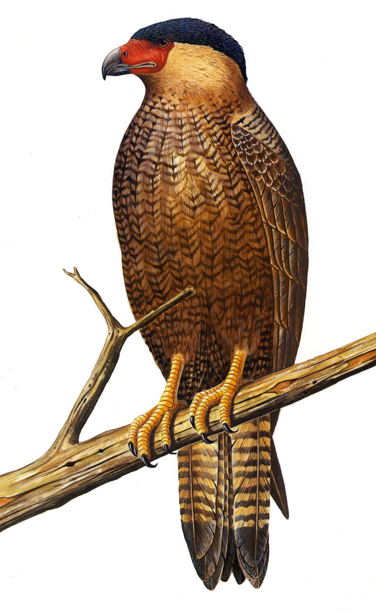 رسم توضيحي / Polyborus lutosus / Quelili / Caracara de Guadalupe / Guadalupe Caracara بواسطة غير معروف