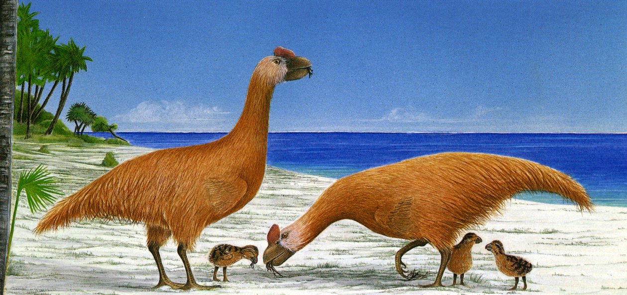 رسم توضيحي / Sylviornis neocaledoniae بواسطة غير معروف