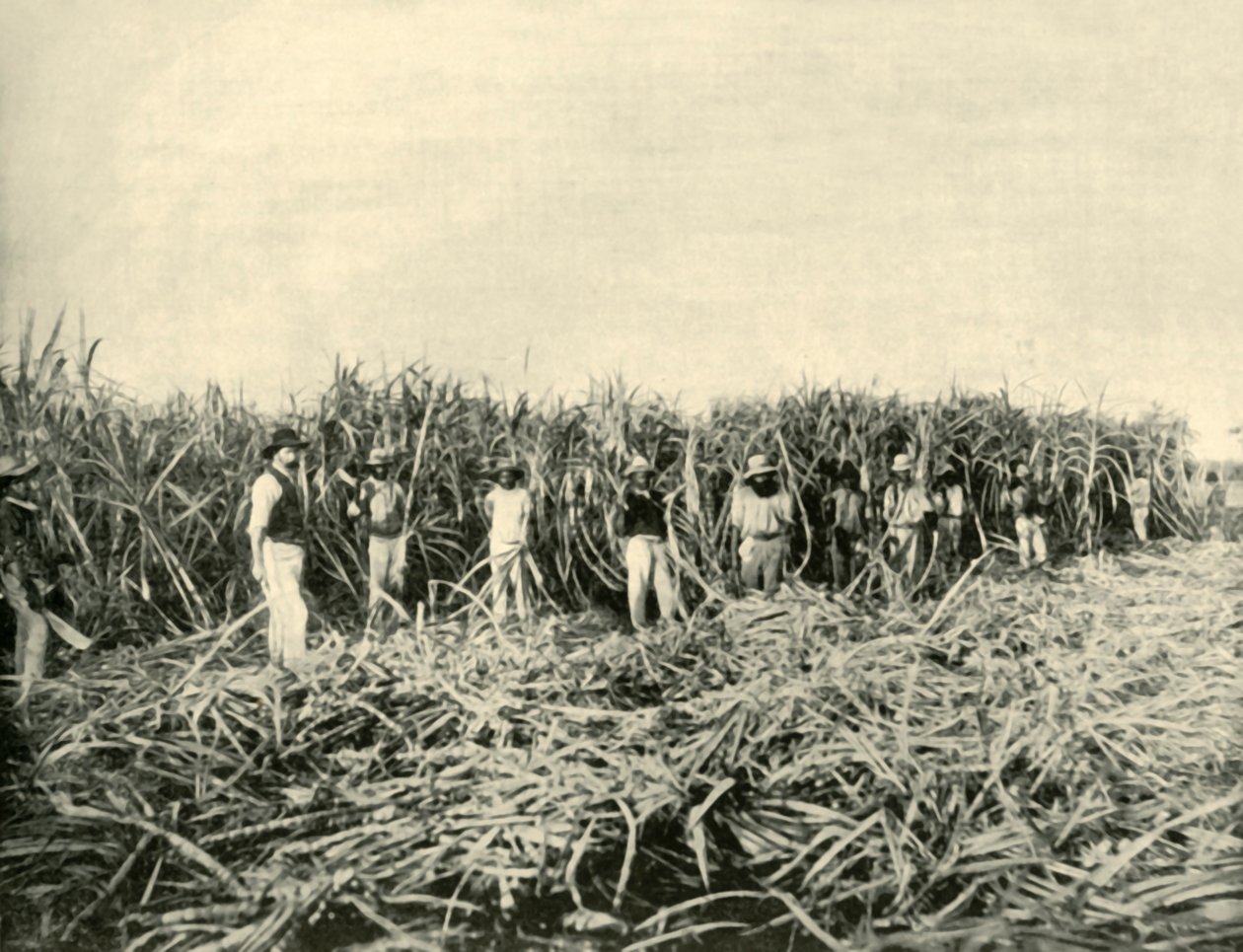 في مزرعة سكر في كوينزلاند ، 1901. بواسطة غير معروف