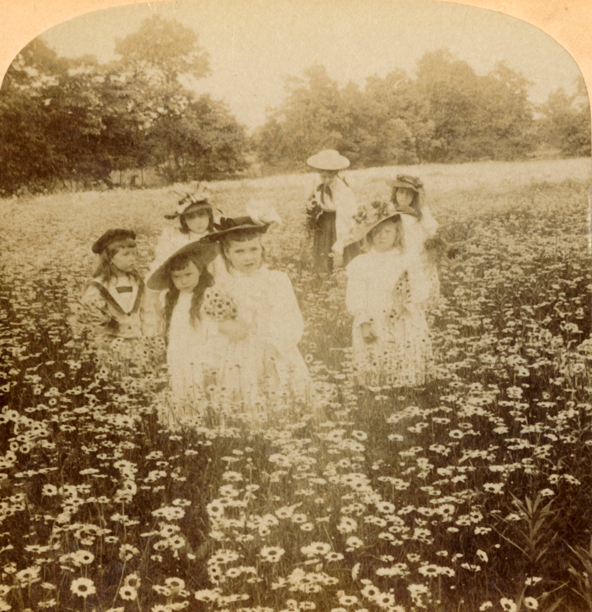 في مجال الأقحوان: Flowret of the Rural Glade ، 1896. بواسطة غير معروف