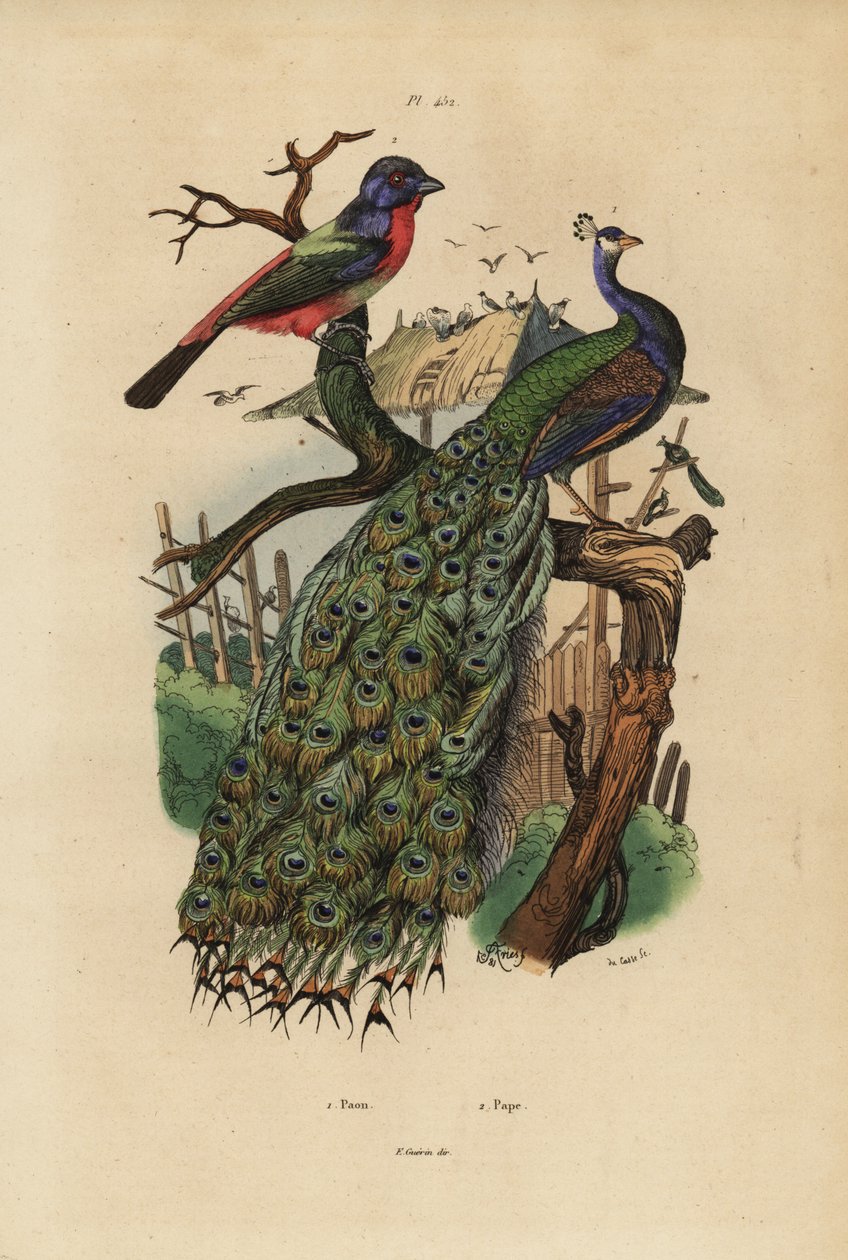 الطاووس الهندي ، Pavo cristatus ، والببغاء ، وأنواع Erythrura بواسطة غير معروف