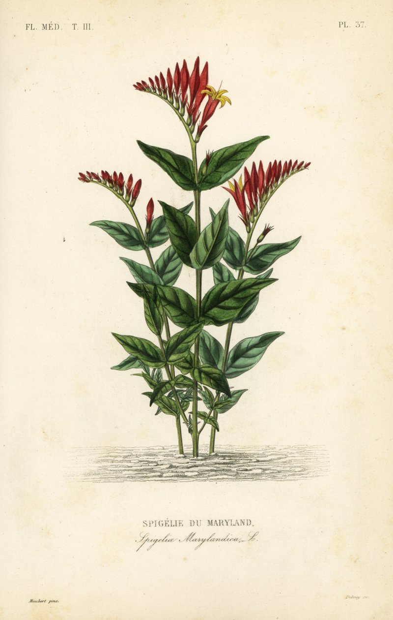 الوردي الهندي أو بينكروت الغابة ، Spigelia marilandica ، Spigelia marylandica ، Spigelie du Maryland بواسطة غير معروف