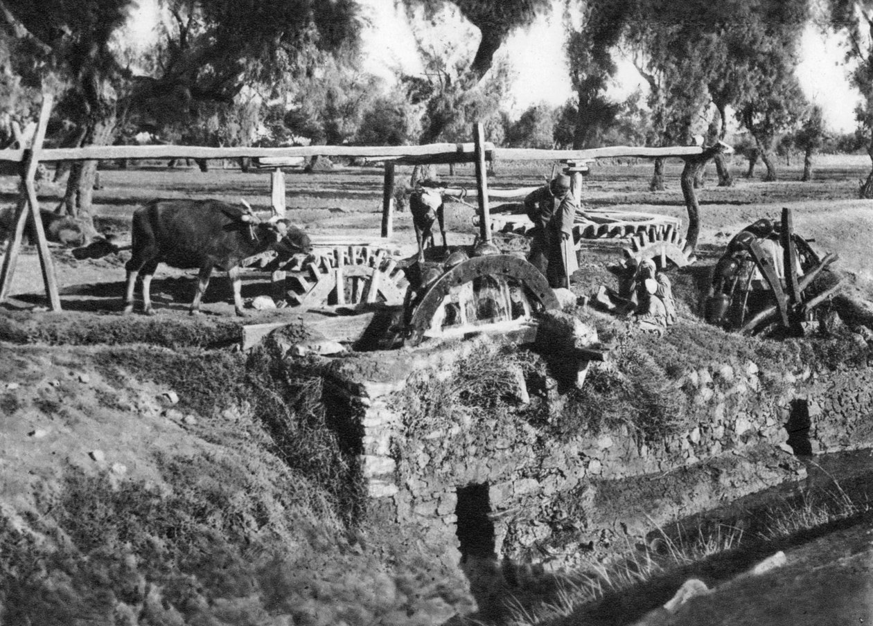حقول الري بالقرب من القاهرة ، مصر ، ج 1920 بواسطة غير معروف