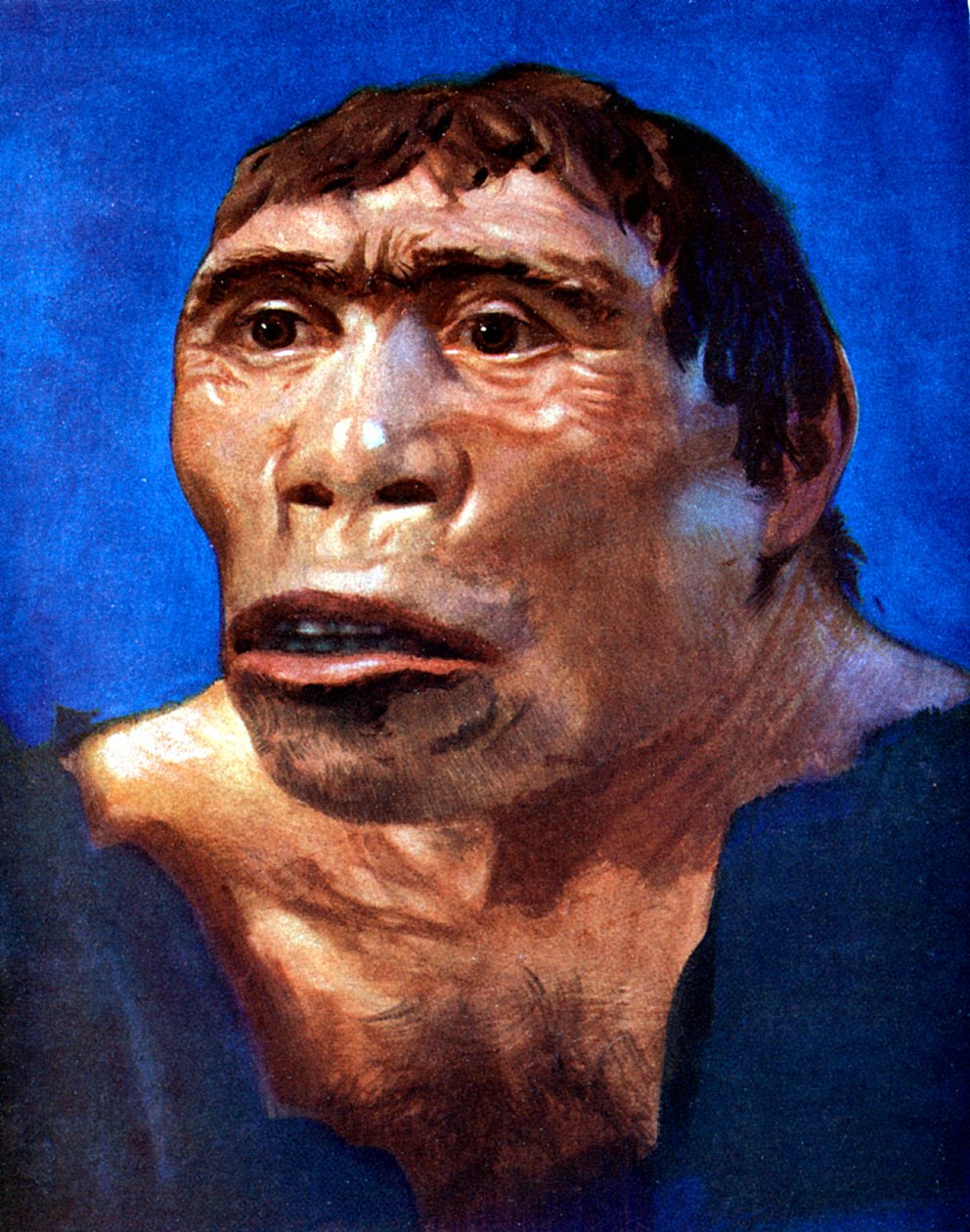 Java Man Pithecanthropus erectus بواسطة غير معروف