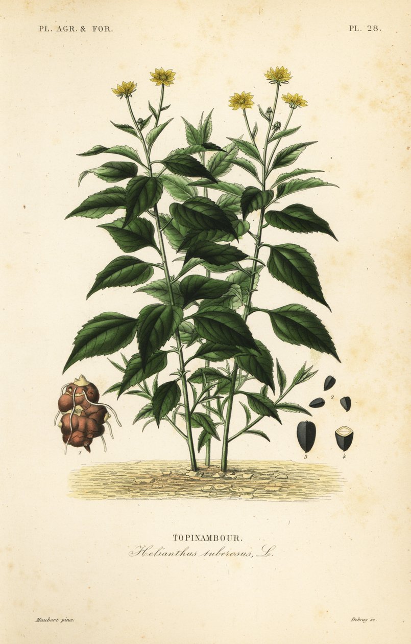 Jerusalem artichoke or sunchoke, Helianthus tuberosus, Topinambour بواسطة غير معروف