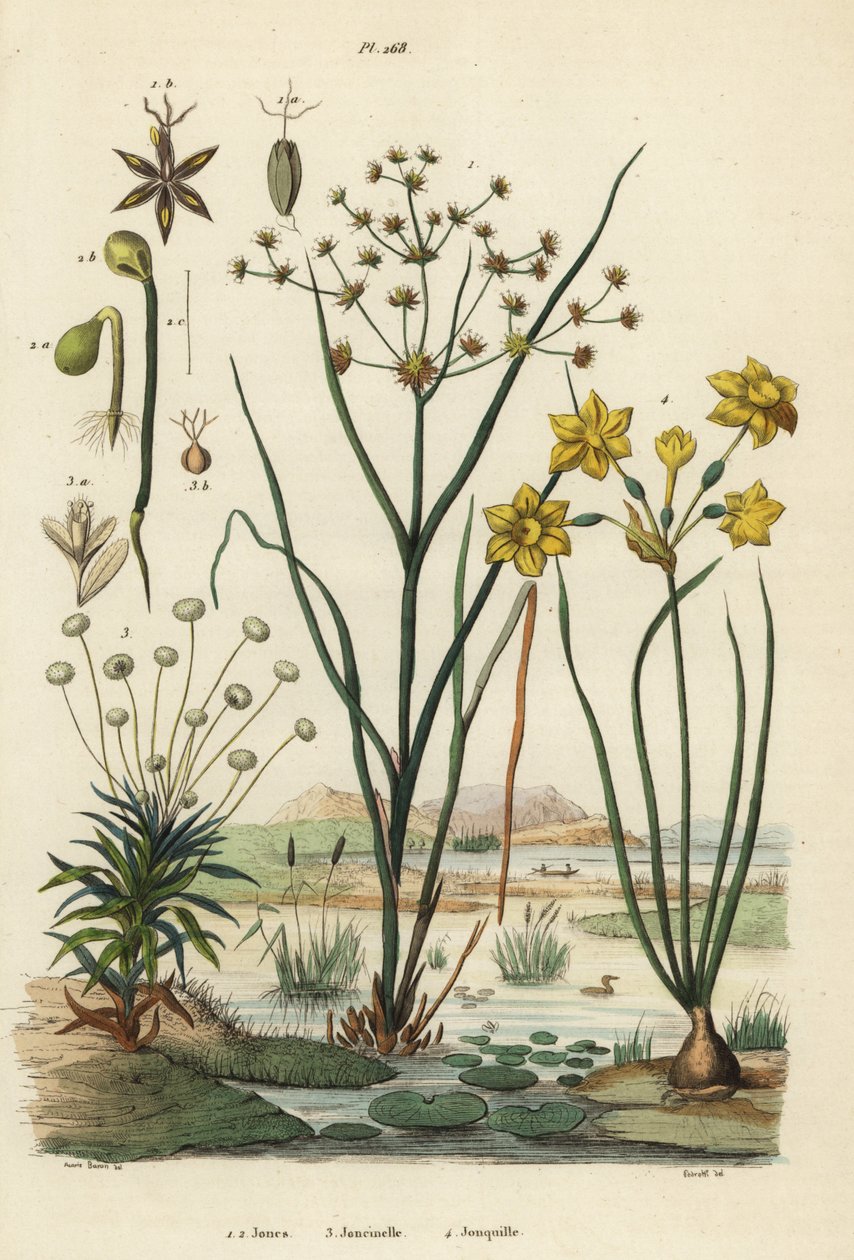 الاندفاع المشترك ، Juncus articulatus 1 ، ضفدع rush ، Juncus bufonius 2 ، pipewort ، Paepalanthus dendroides 3 ، و rush daffodil ، Narcissus jonquilla 4. جونز ، جونسينيل ، جونكيل بواسطة غير معروف