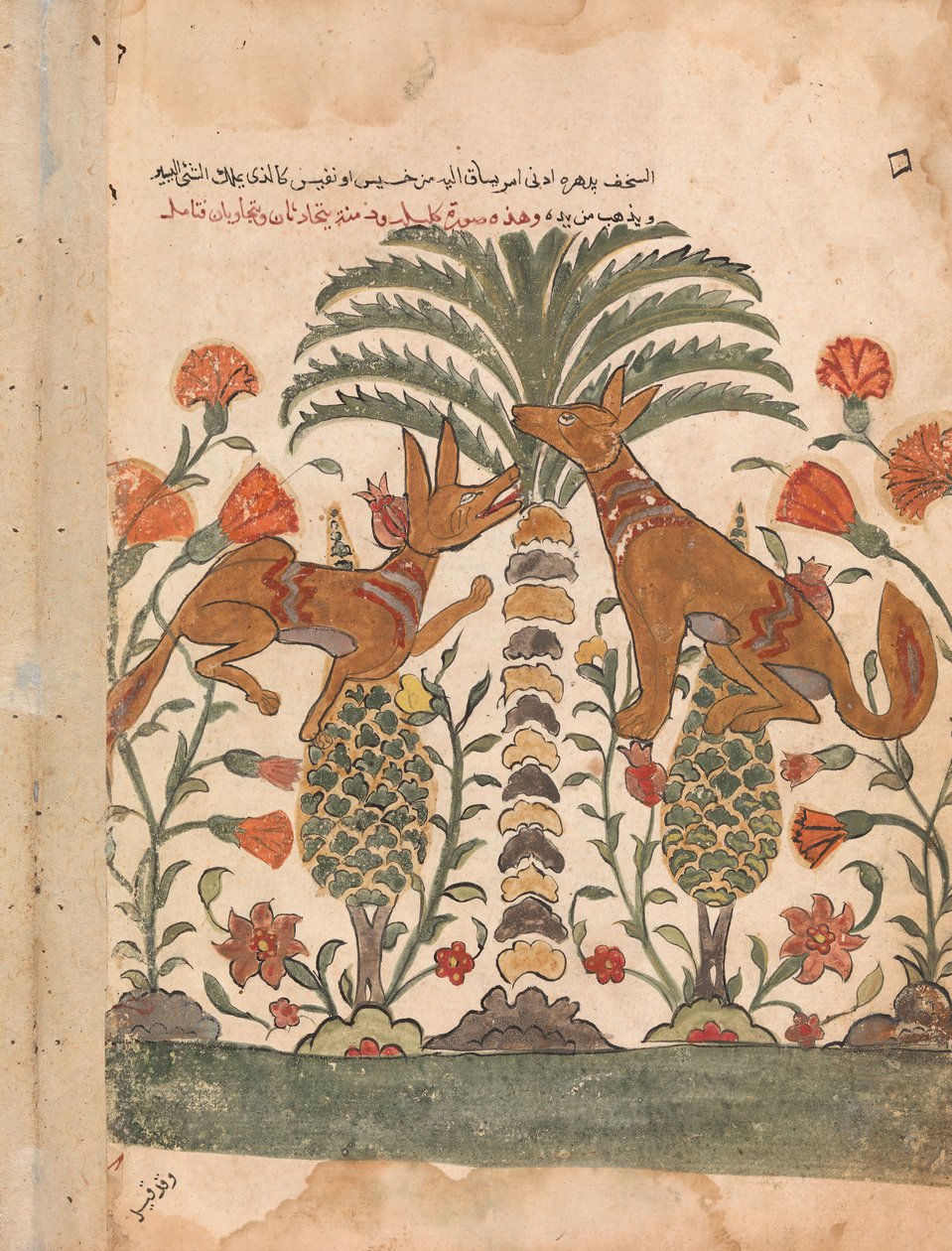 كليلة تجعيد دمنة ، فوليو من كليلة ودمنة ، القرن الثامن عشر. بواسطة غير معروف