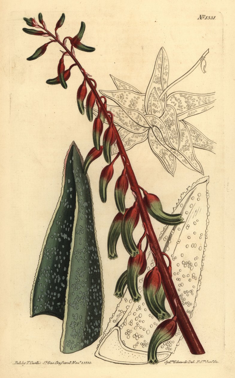 فن الطهو المقتبس ، Gasteria carinata بواسطة غير معروف
