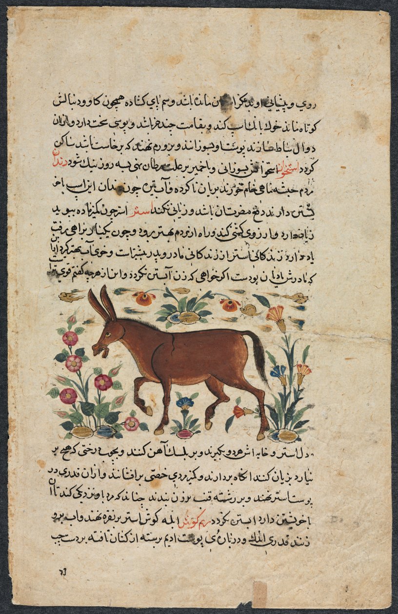 خار الحمار ، من كتاب ممتاز لنزهة-ناما يي علي ، 1400s. بواسطة غير معروف