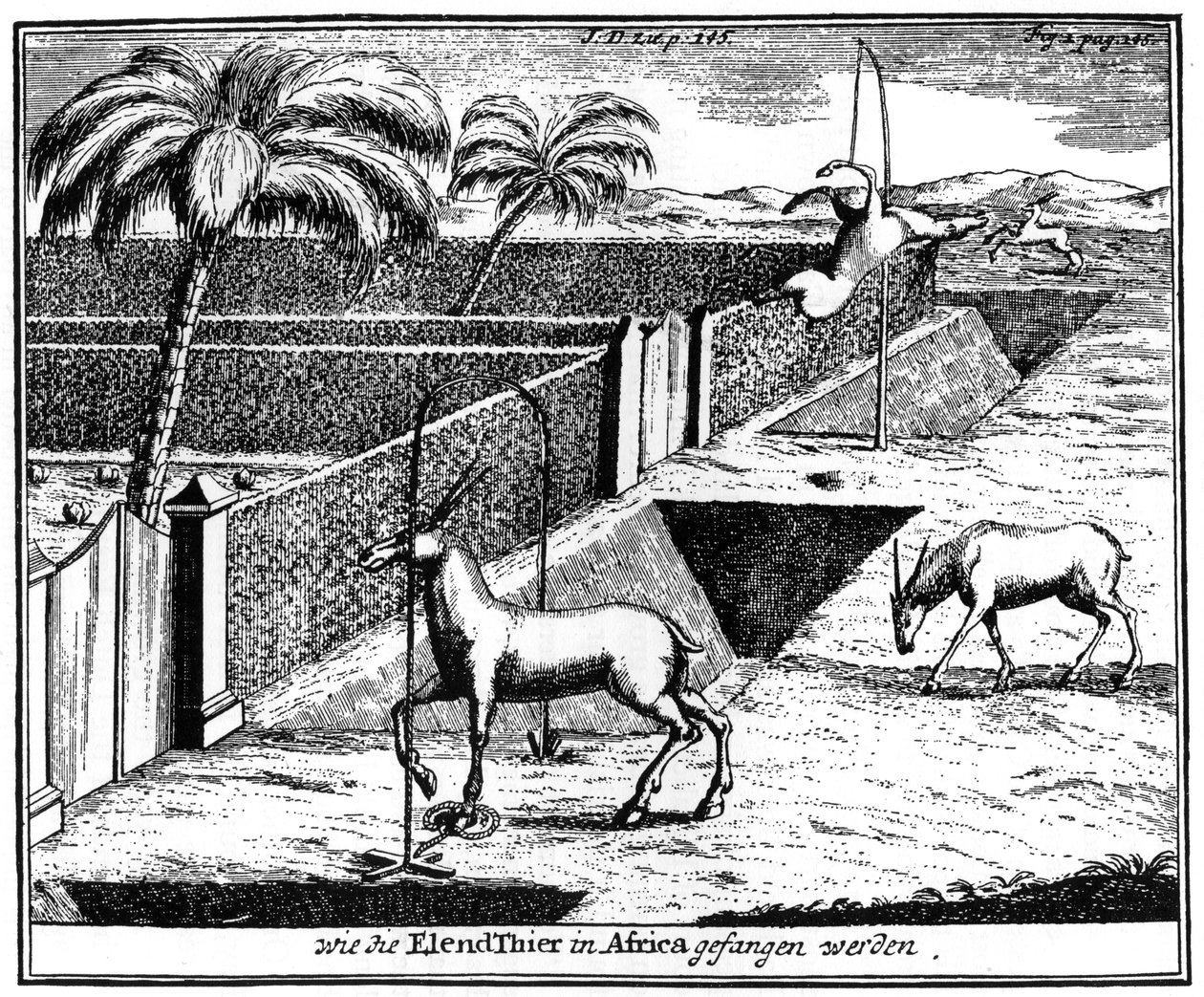 خيل خويسوا يحاصر الظباء ، جنوب إفريقيا ، القرن الثامن عشر 1931 بواسطة غير معروف