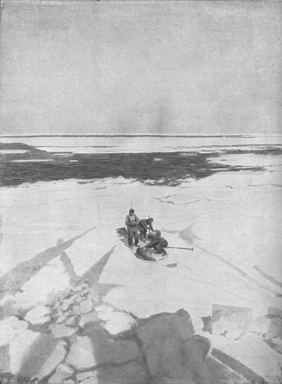 قتل الأختام ، 1911 ، 1928 بواسطة غير معروف