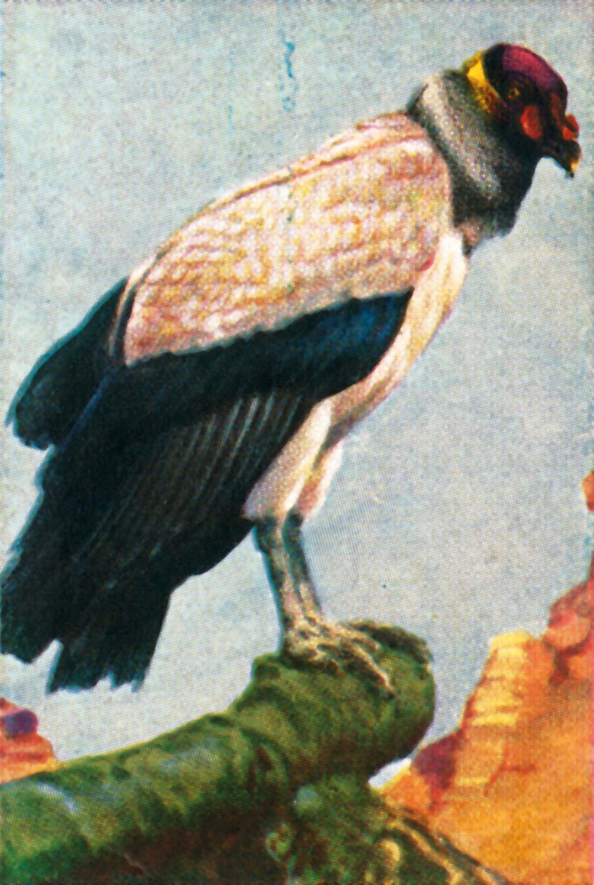 نسر الملك ، c1928. بواسطة غير معروف