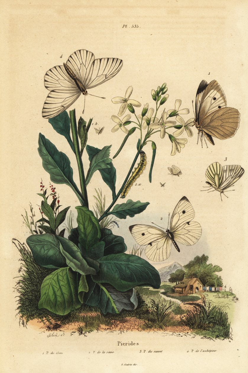 أبيض كبير ، Pieris brassicae 1 ، أبيض صغير ، Pieris rapae 2 ، أبيض معروق باللون الأخضر ، Pieris napi 3 ، وأبيض أسود العروق ، Aporia crataegi 4. فراشات بيريد بواسطة غير معروف