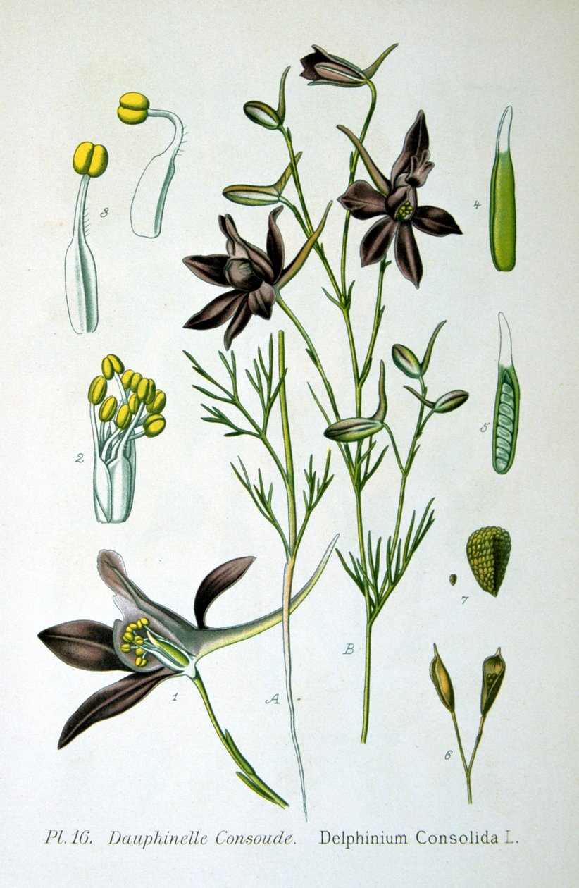 Larkspur ، 1893 بواسطة غير معروف