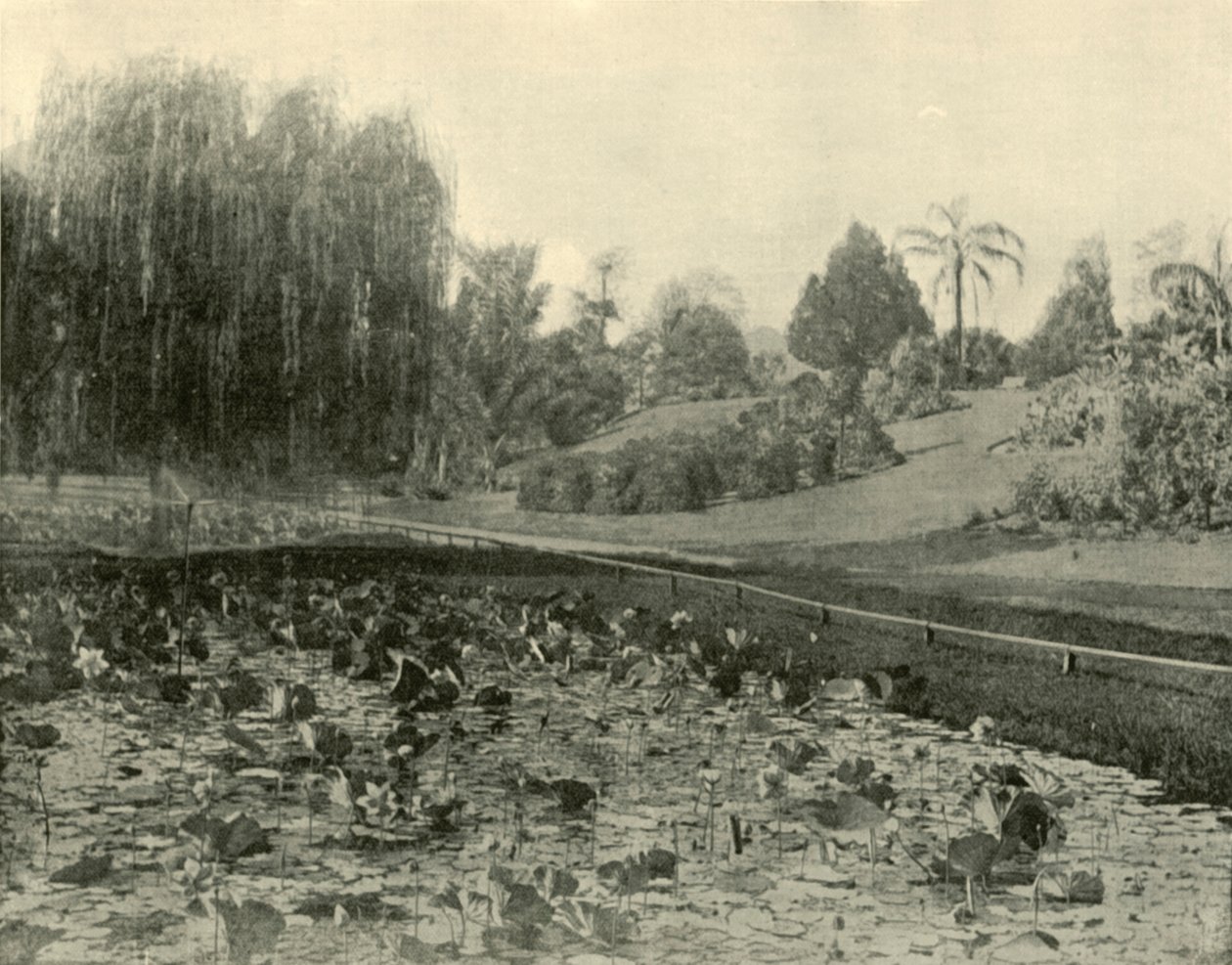 ليلي بوند ، حدائق بريسبان النباتية ، 1901. بواسطة غير معروف