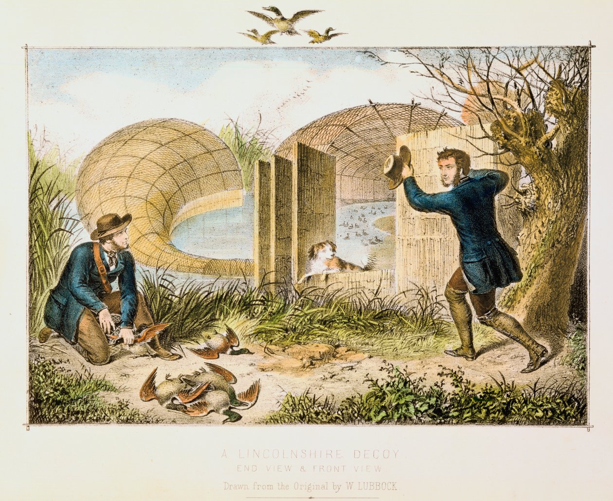 لينكولنشاير دك شرك ، c1845 بواسطة غير معروف