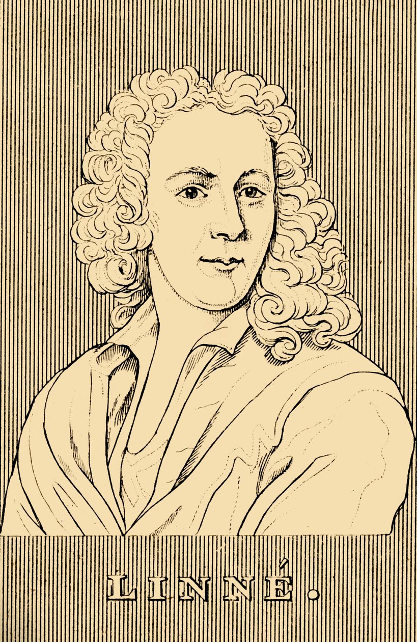 لنا ، 1707-1778 ، 1830. بواسطة غير معروف