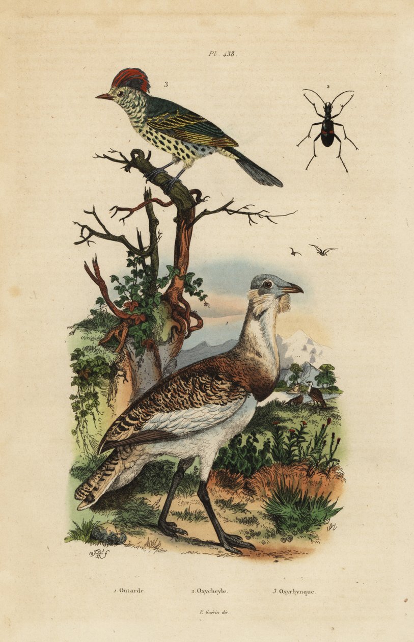 الحبارى البني الصغير ، Eupodotis humilis ، و Sharbill ، Oxyruncus cristatus بواسطة غير معروف