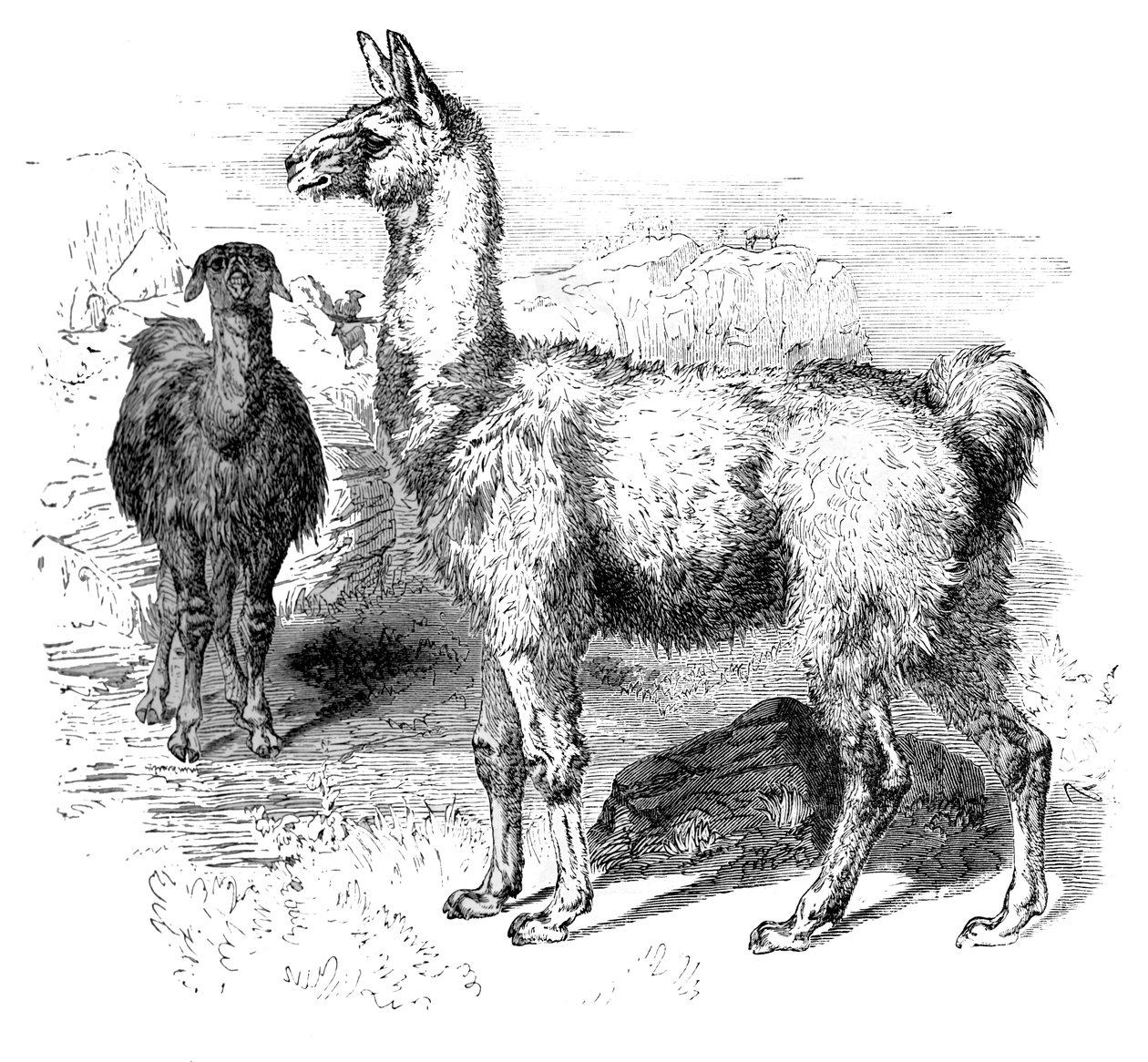 اللاما ، c1880 بواسطة غير معروف