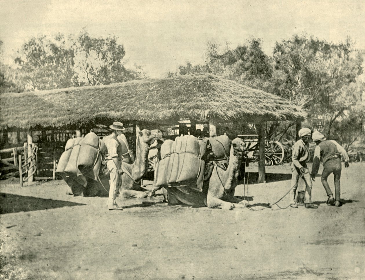 تحميل الإبل على محطة أسترالية 1901. بواسطة غير معروف