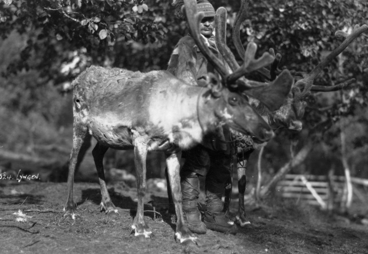 رجل محلي مع حيوان الرنة ، لينجين ، شمال النرويج ، c1920s-c1930s بواسطة غير معروف