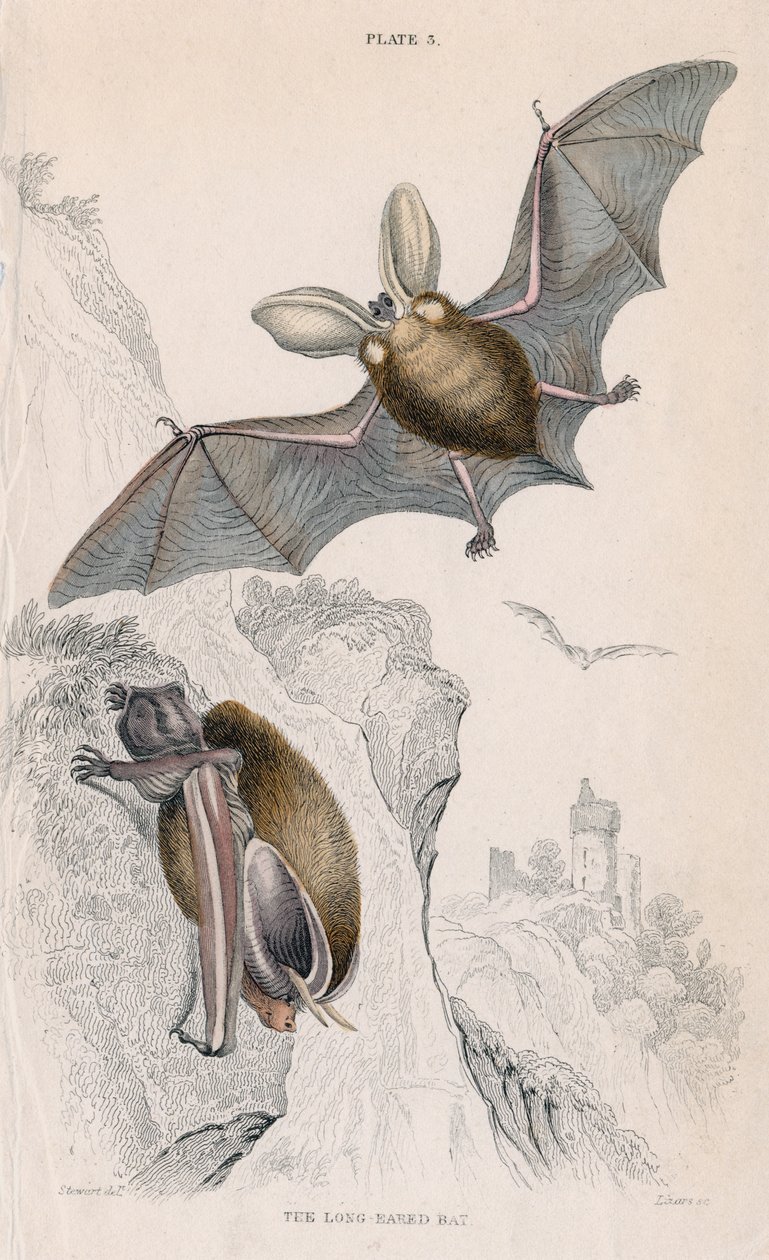 الخفاش ذو الأذنين الطويلة Plectorus auritus ، 1828 بواسطة غير معروف