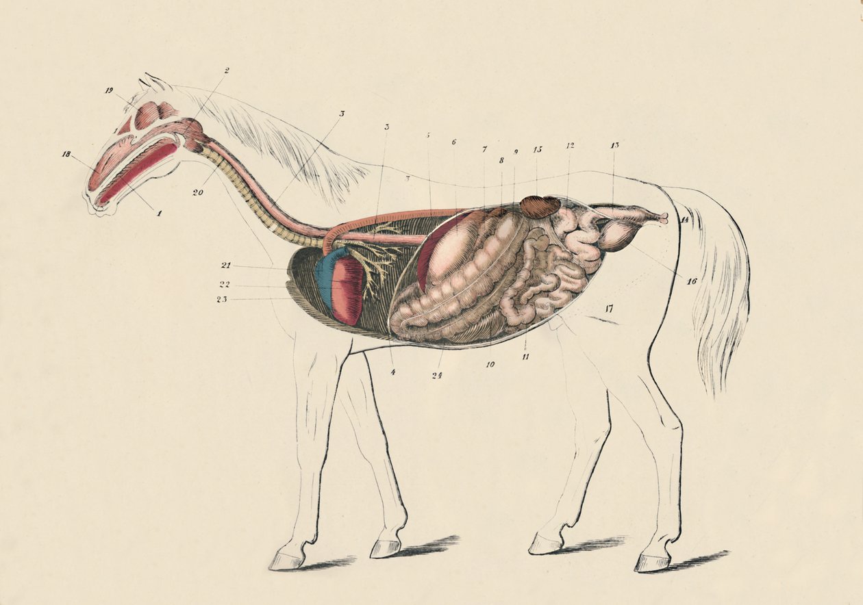 القسم الطولي من الحصان ، c1879. بواسطة غير معروف