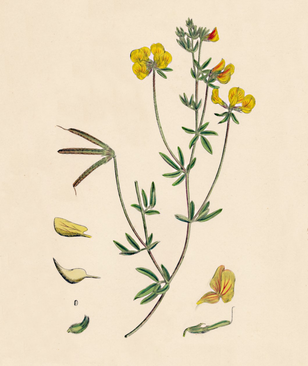 لوتس تينيوس. Slender Birds-foot Trefoil ، القرن التاسع عشر بواسطة غير معروف
