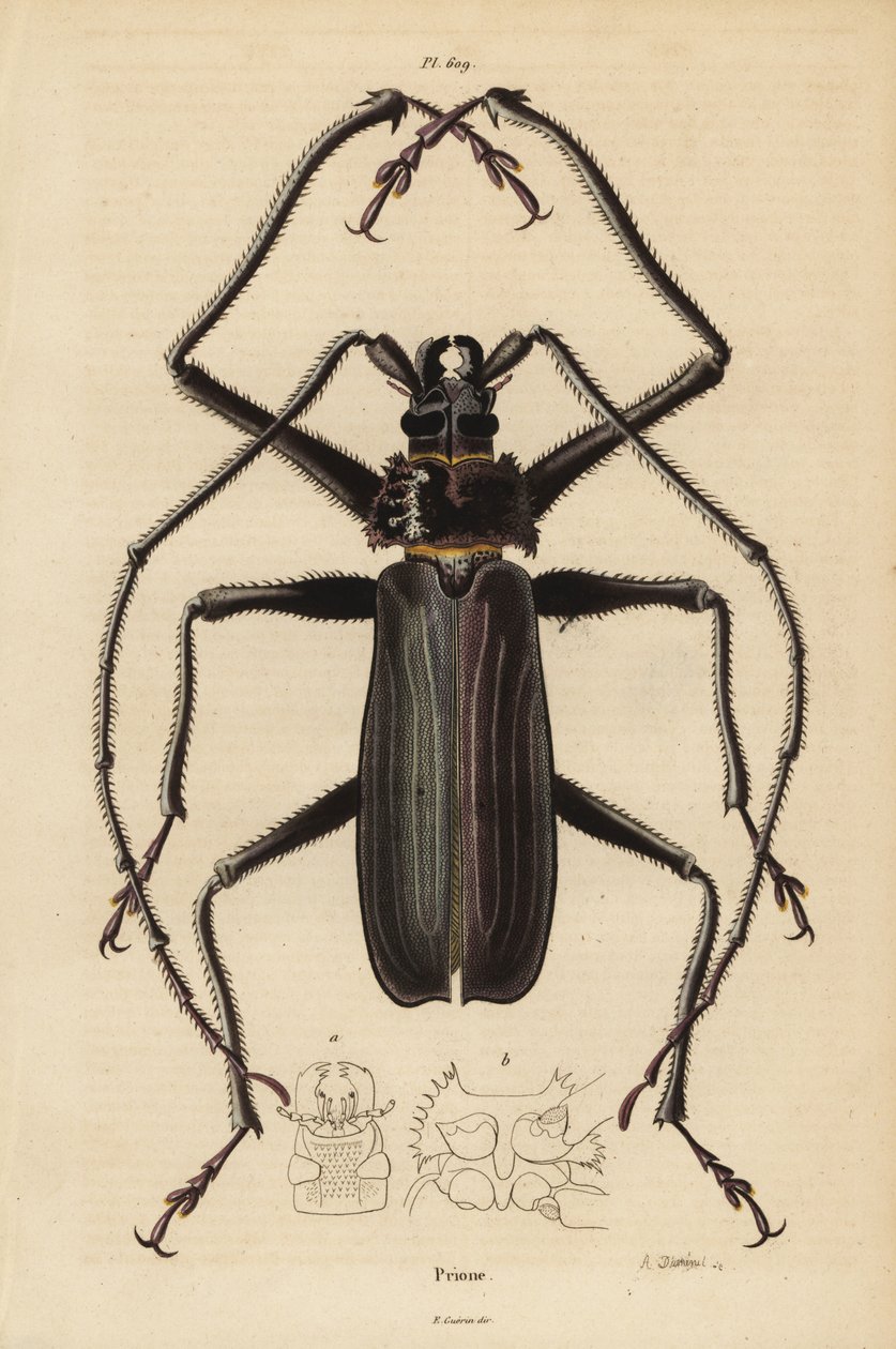 خنفساء Macrotoma hayesii بواسطة غير معروف