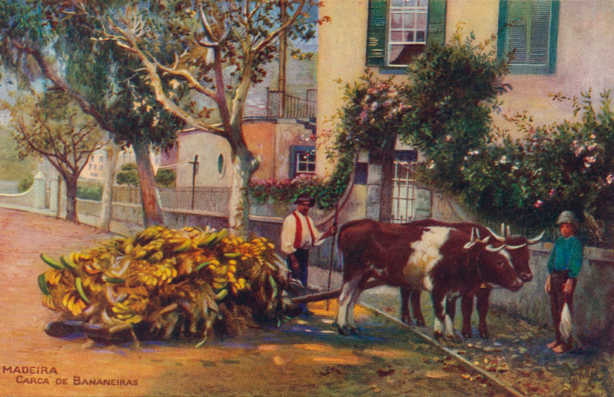 ماديرا - كاركا دي بانانيراس ، c1940 بواسطة غير معروف