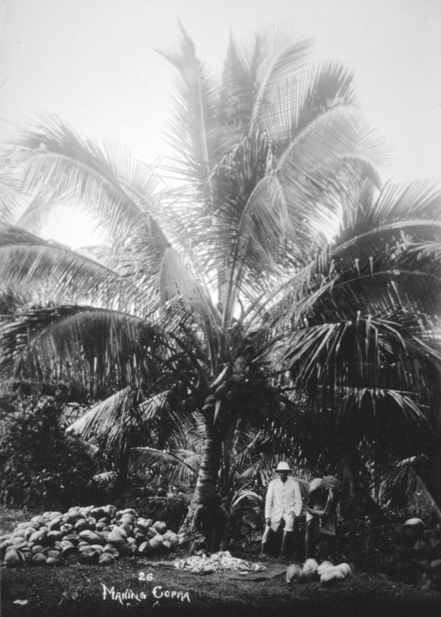 صنع كوبرا ، جزر سليمان ، فيجي ، 1905 بواسطة غير معروف